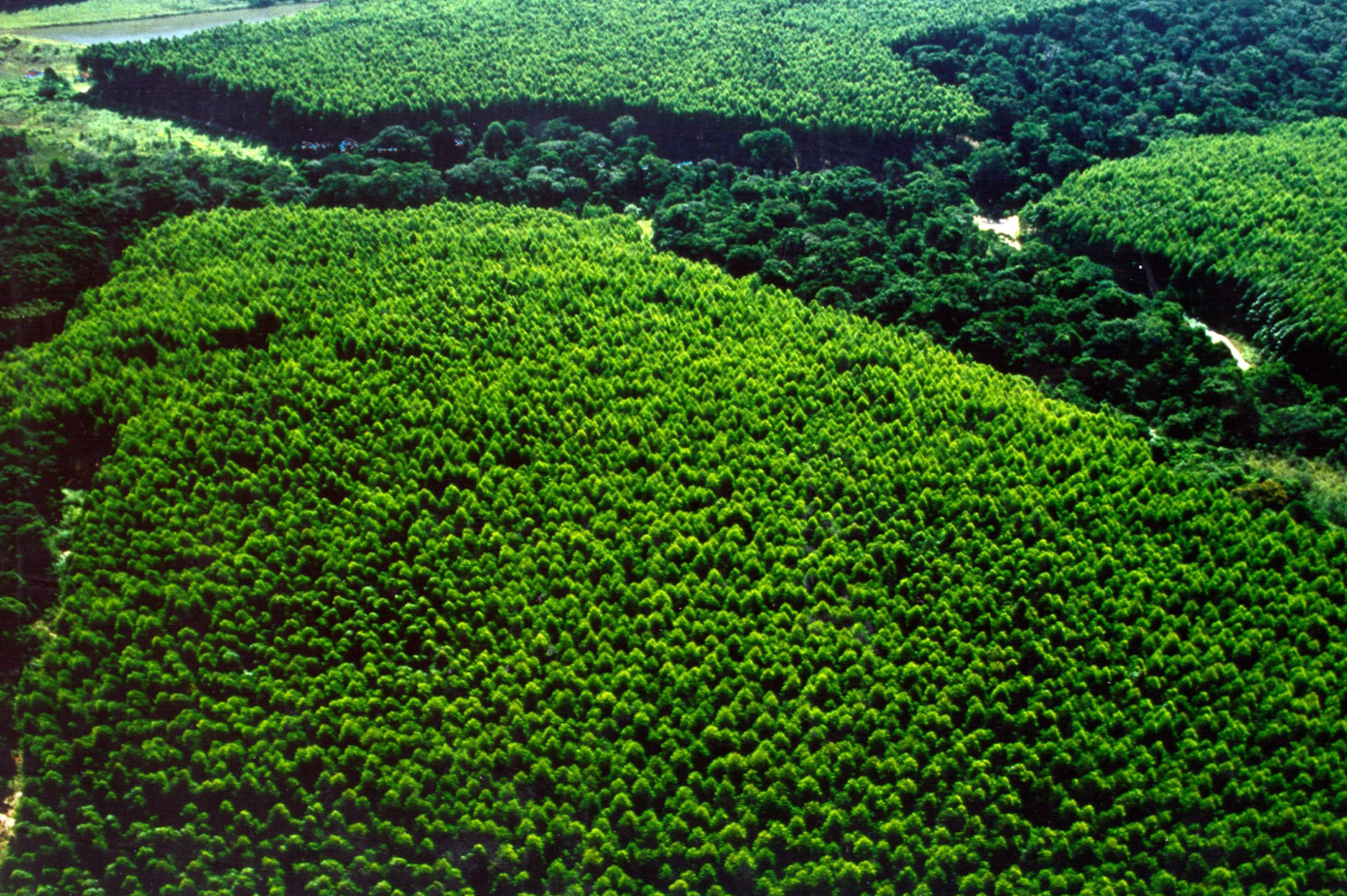 Vista aérea com floresta de conservação e floresta de eucalipto da Dexco em mosaico.