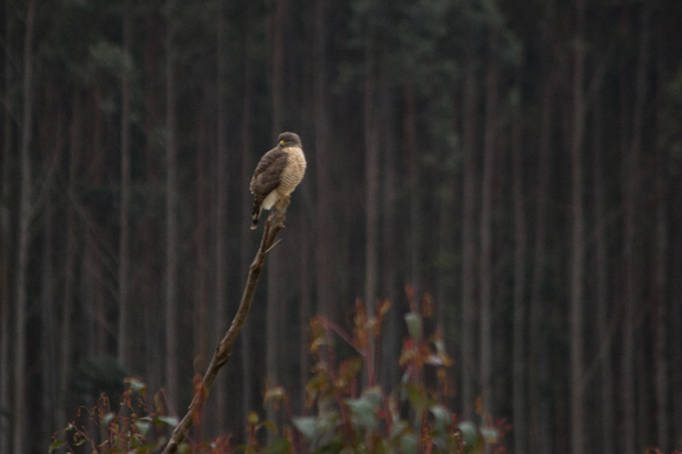 Pássaro pousado na ponta de um galho com uma floresta de eucalipto ao fundo