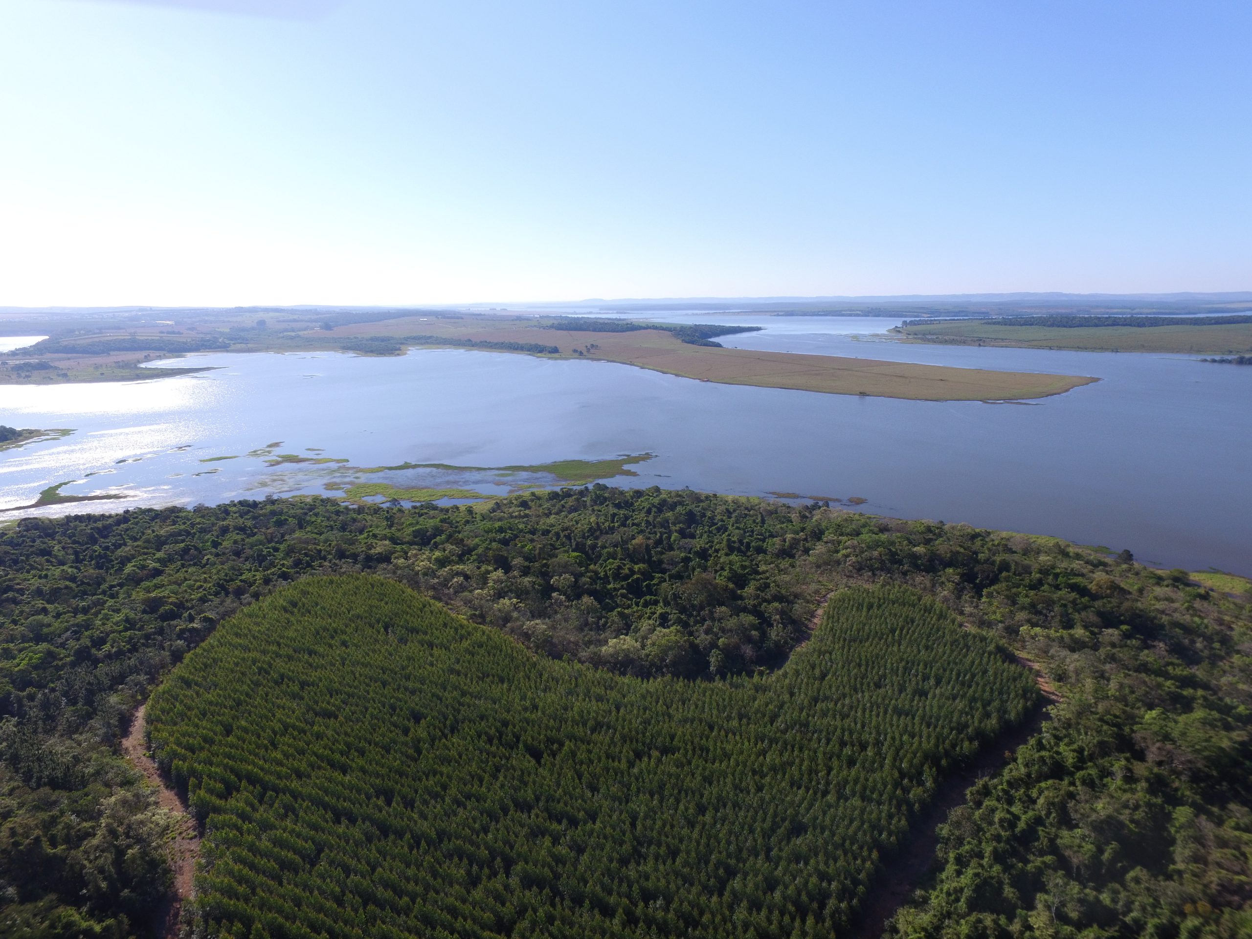 Vista aérea da paisagem de um rio. Em sua margem, florestas nativa e de eucalipto.