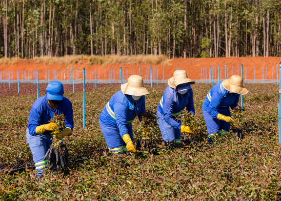 Quatro pessoas com uniforme azul e de chapéu trabalhando no viveiro de mudas da Dexco.